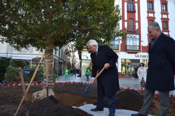 La Cámara dona el nuevo ficus de la Plaza de la Encarnación